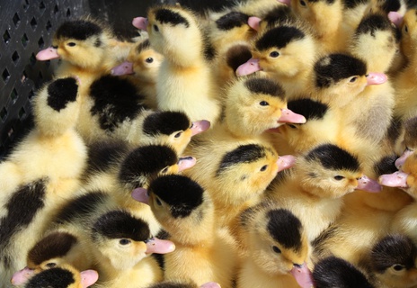 Куриная фабрика "Ряба"