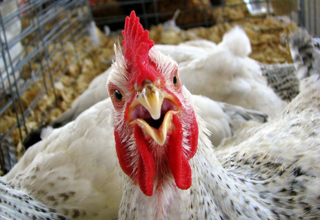 Куриная ферма