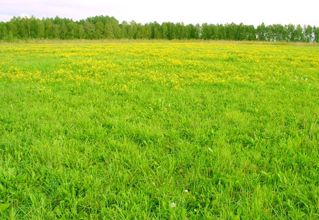 Земельный участок